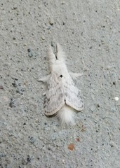Apotolype brevicrista
