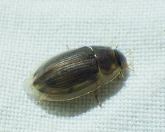 Helobata larvalis