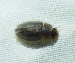 Helobata larvalis