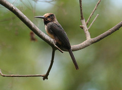 Jacamaralcyon tridactyla