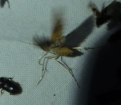 Elophila nebulosalis
