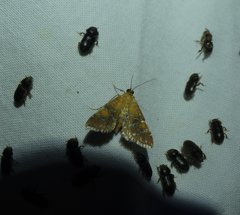 Elophila nebulosalis
