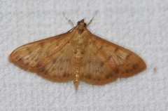 Patania balteata