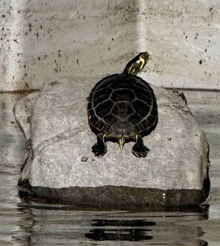 Trachemys scripta scripta