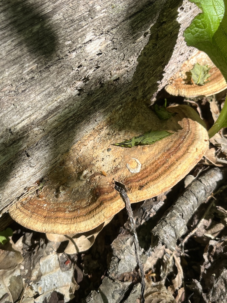 Fomitopsis quercina · April 2026 · photo: © flora_krd_natali (iNaturalist, cc-by)