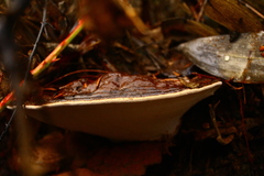 Ganoderma