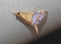 Tetracona amathealis