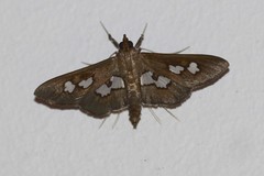 Omiodes odontosticta