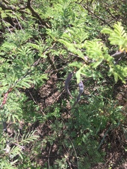 Vachellia astringens