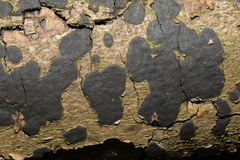 Biscogniauxia nummularia