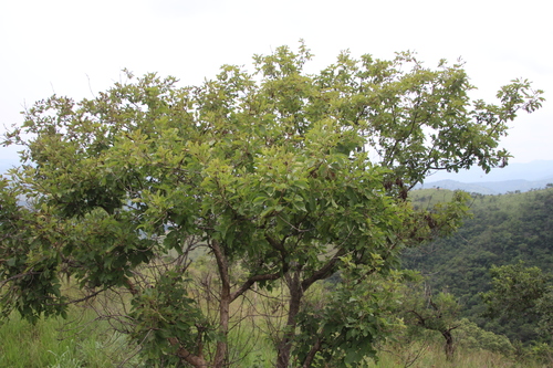 Image of Vitex obovata by (c) Tony Rebelo, some rights reserved (CC BY-SA)