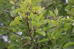 Vitex obovata