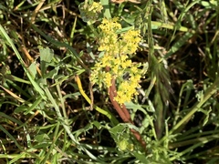 Lomatium caruifolium denticulatum