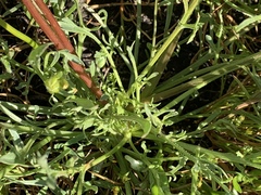 Lomatium caruifolium denticulatum
