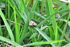 Chrysolarentia vicissata