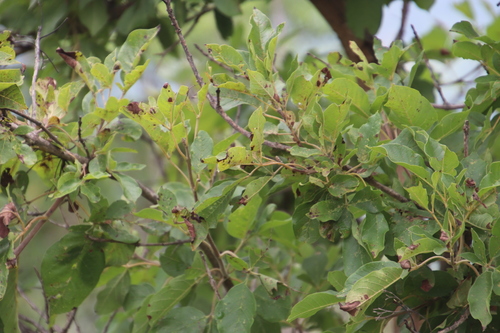 Image of Vitex obovata by (c) Tony Rebelo, some rights reserved (CC BY-SA)