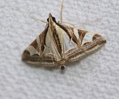 Agrioglypta excelsalis