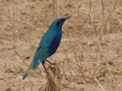 Lamprotornis chalybaeus