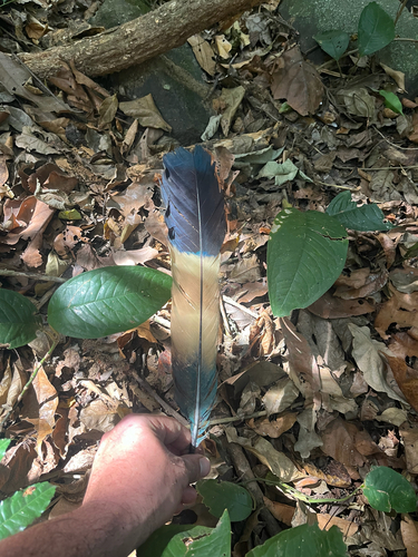 Great Blue Turaco
