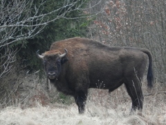 Bison bonasus