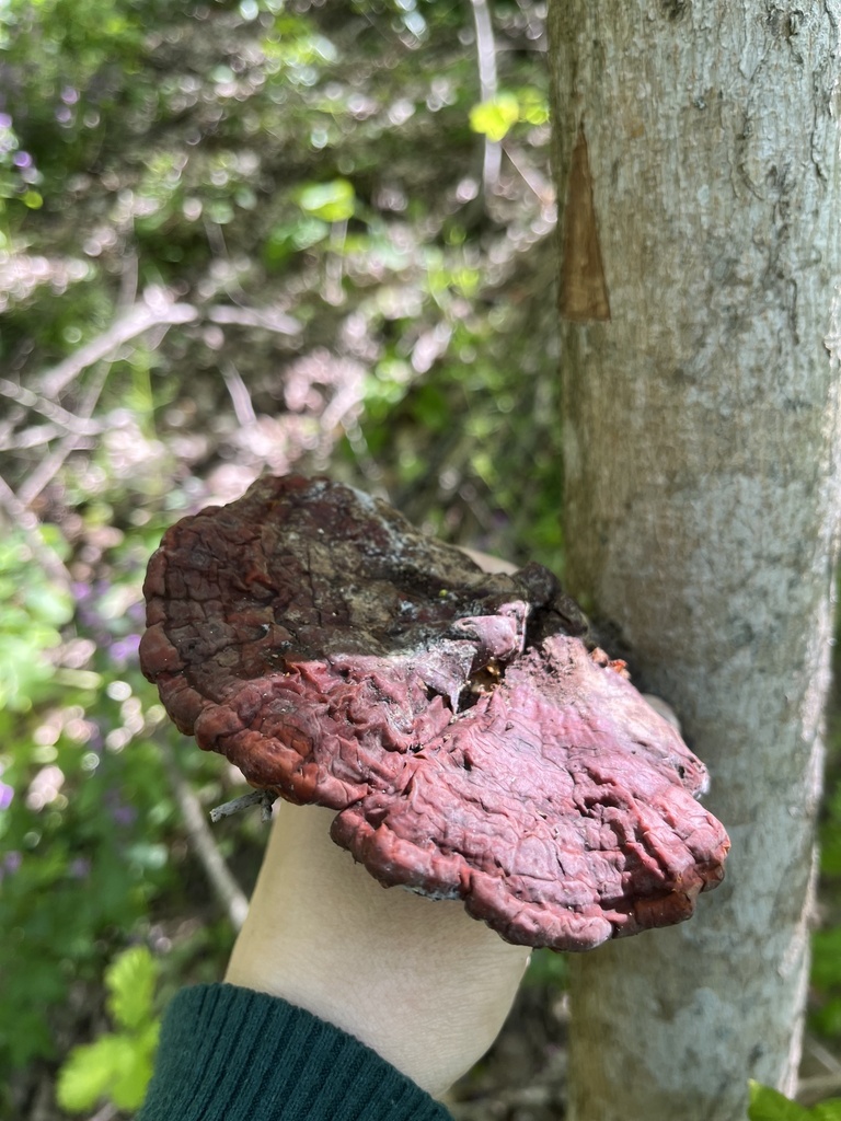 Ganoderma lucidum · April 2026 · photo: © flora_krd_natali (iNaturalist, cc-by)