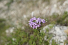 Dianthus pseudarmeria