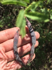 Vachellia astringens