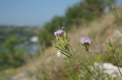 Dianthus pseudarmeria
