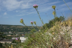 Dianthus pseudarmeria