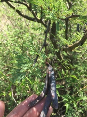 Vachellia astringens