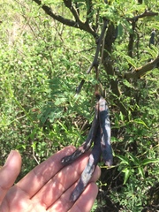 Vachellia astringens