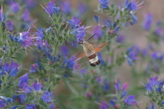 Hemaris croatica