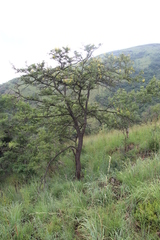 Vachellia