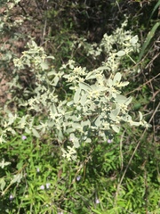 Alternanthera albida