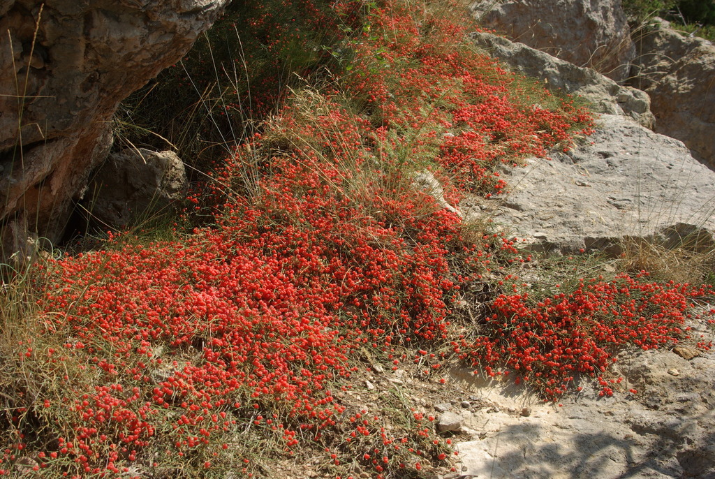 European Ephedra from Балаклавский район, Севастополь on July 21, 2015 ...