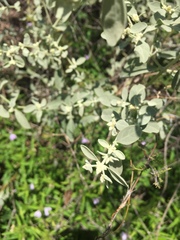 Alternanthera albida