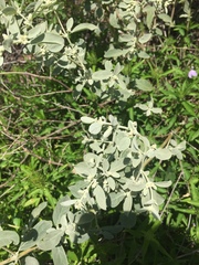 Alternanthera albida