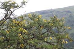 Vachellia
