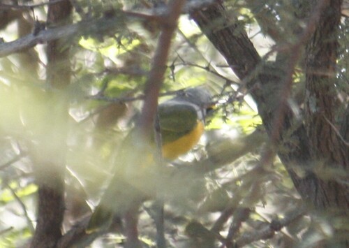 Orange-breasted Bushshrike (Chlorophoneus sulfureopectus), photo 2