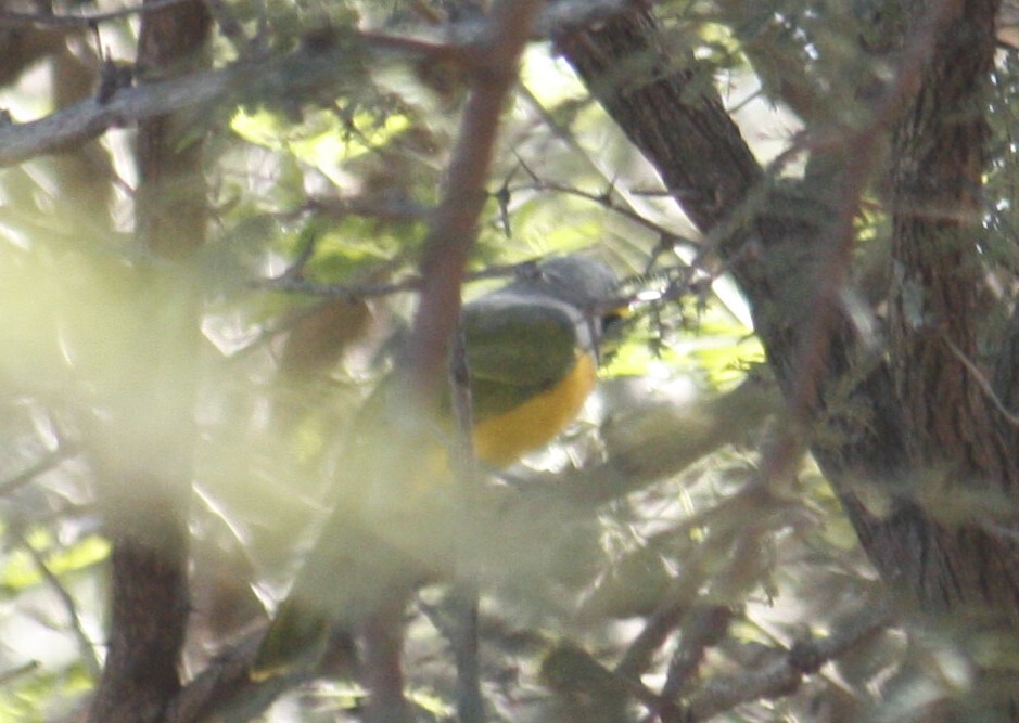 Orange-breasted Bushshrike (Chlorophoneus sulfureopectus), photo 6