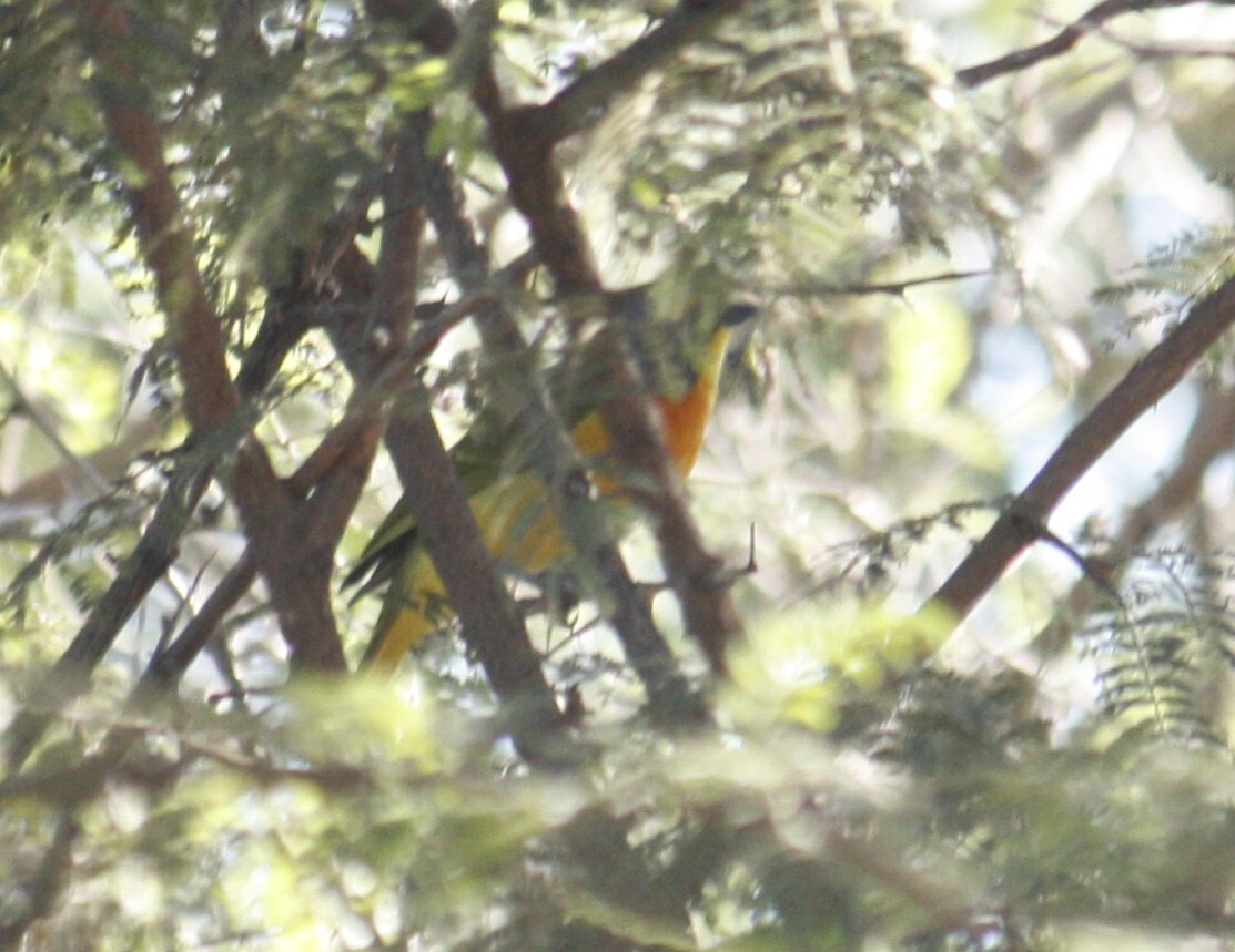 Orange-breasted Bushshrike (Chlorophoneus sulfureopectus), photo 7