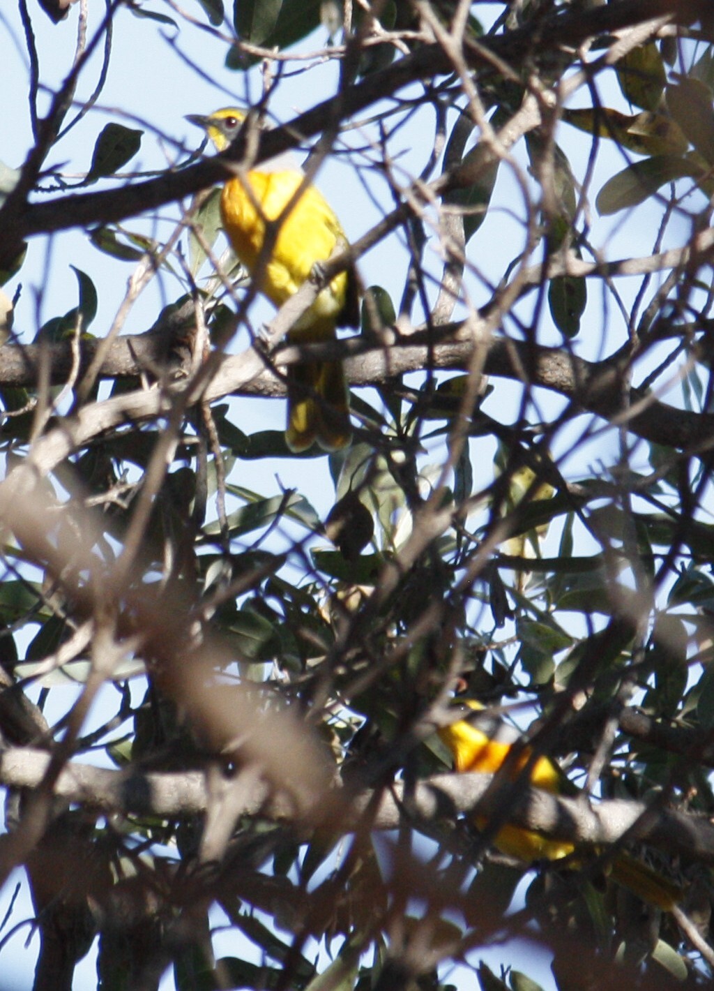 Orange-breasted Bushshrike (Chlorophoneus sulfureopectus), photo 8