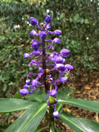 Dichorisandra thyrsiflora