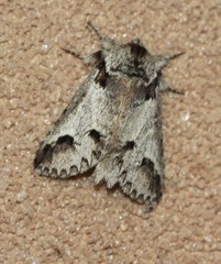 Antithemerastis acrobela