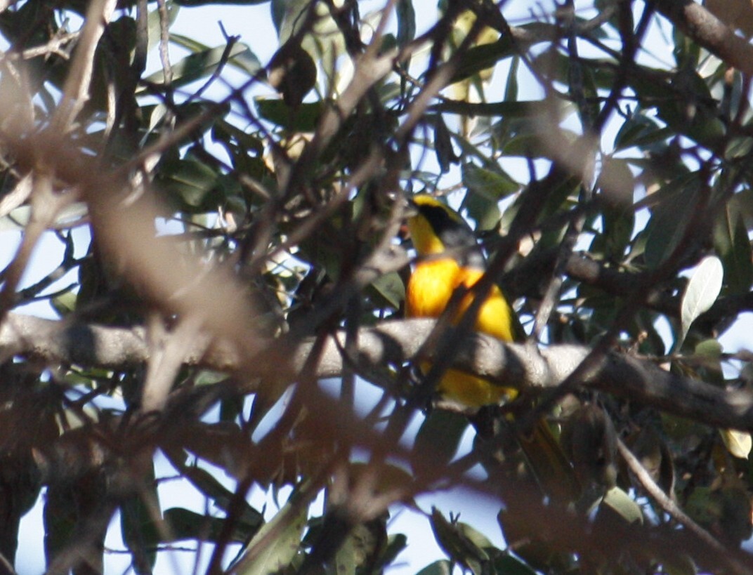 Orange-breasted Bushshrike (Chlorophoneus sulfureopectus), photo 9
