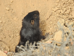 Spalacopus cyanus