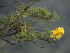 Vachellia