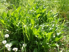 SK53, CC BY-SA, iNaturalist via GBIF Armoracia rusticana, photograph SK53, CC BY-SA, iNaturalist via GBIF