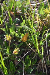 Setina irrorella