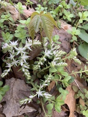Sedum ternatum